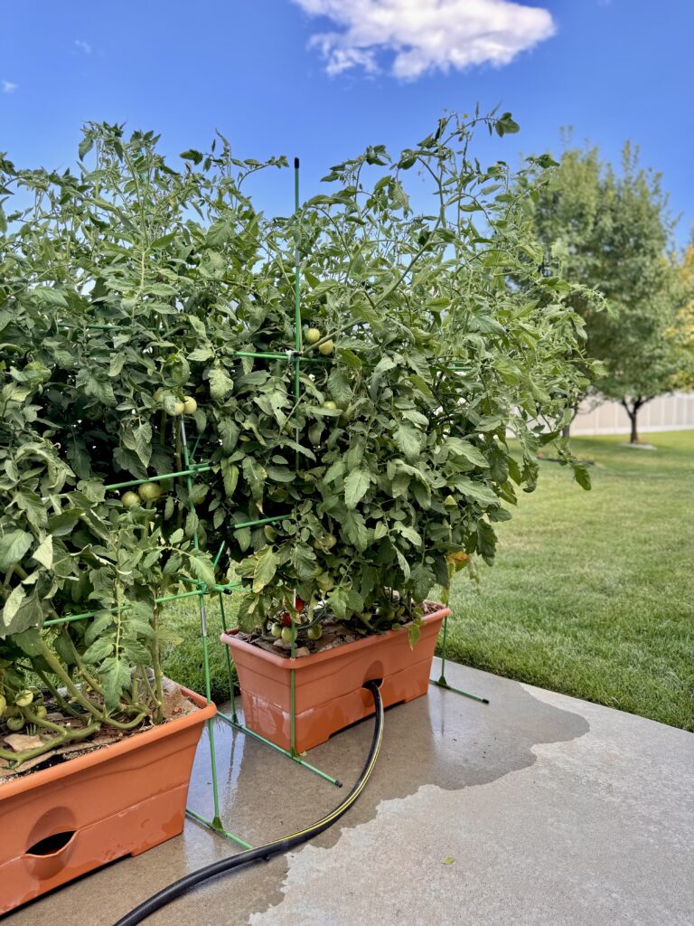 Large tomato plants thriving in self-watering rectangular container planters with green trellis support, set on a backyard patio with a hose connection for irrigation.