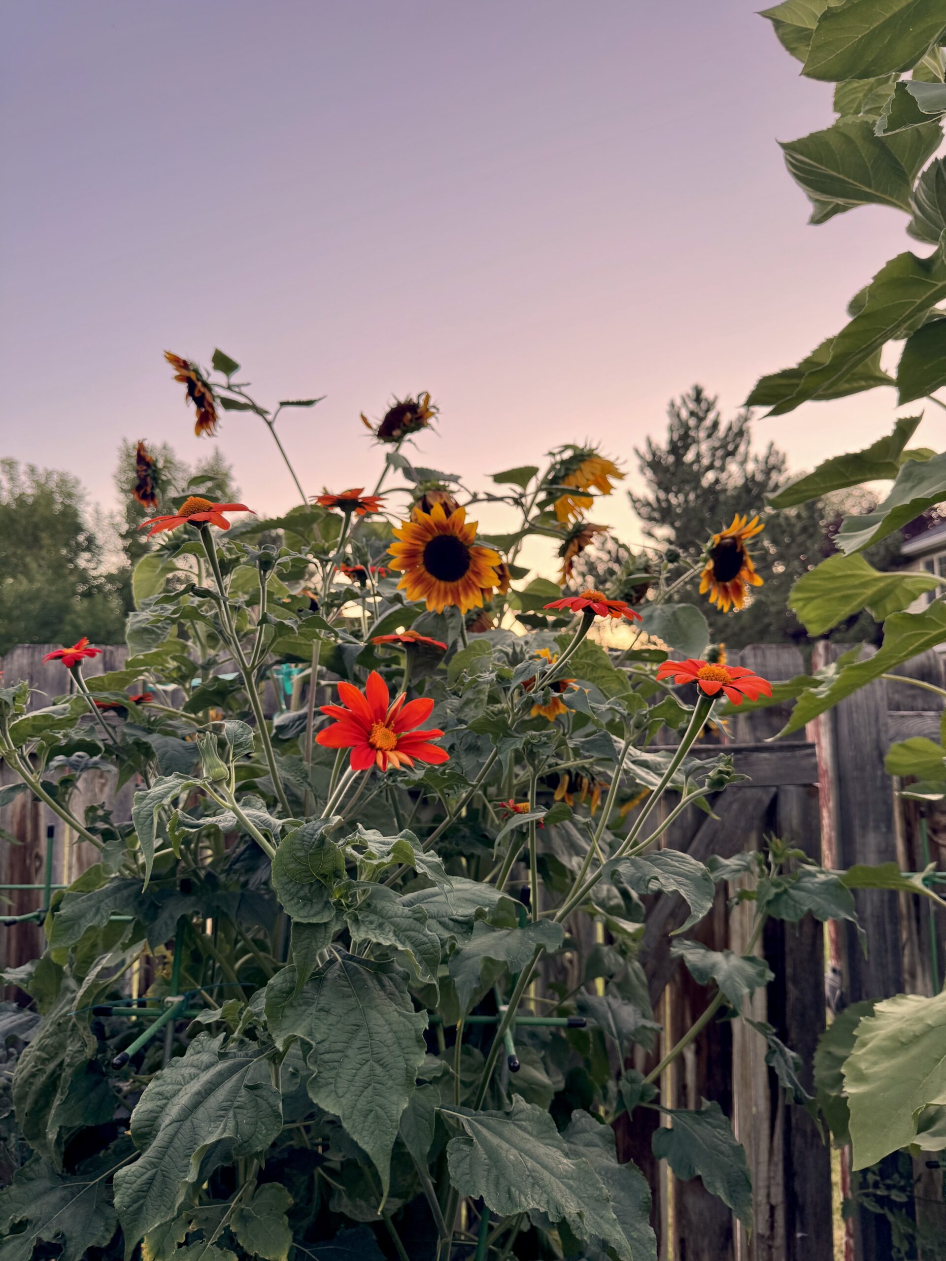 Sunflower Guide: Varieties, Pollinators, and Seeds