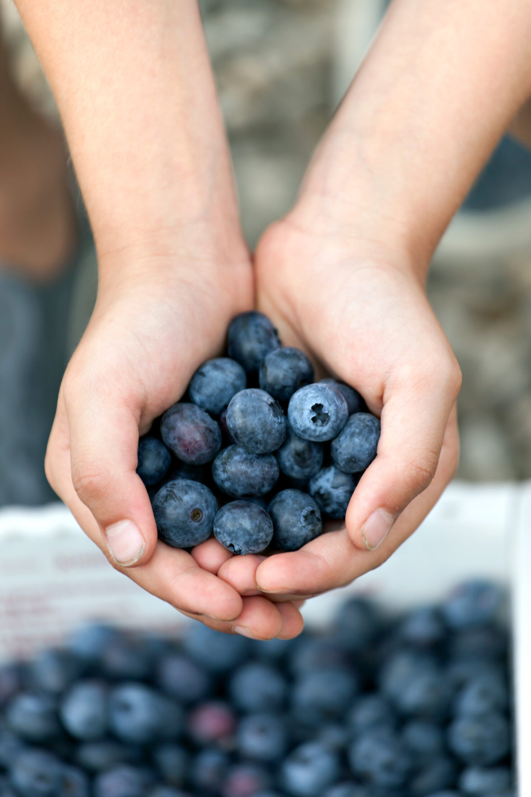 Beginner’s Guide: How to Grow Blueberries in Your Garden