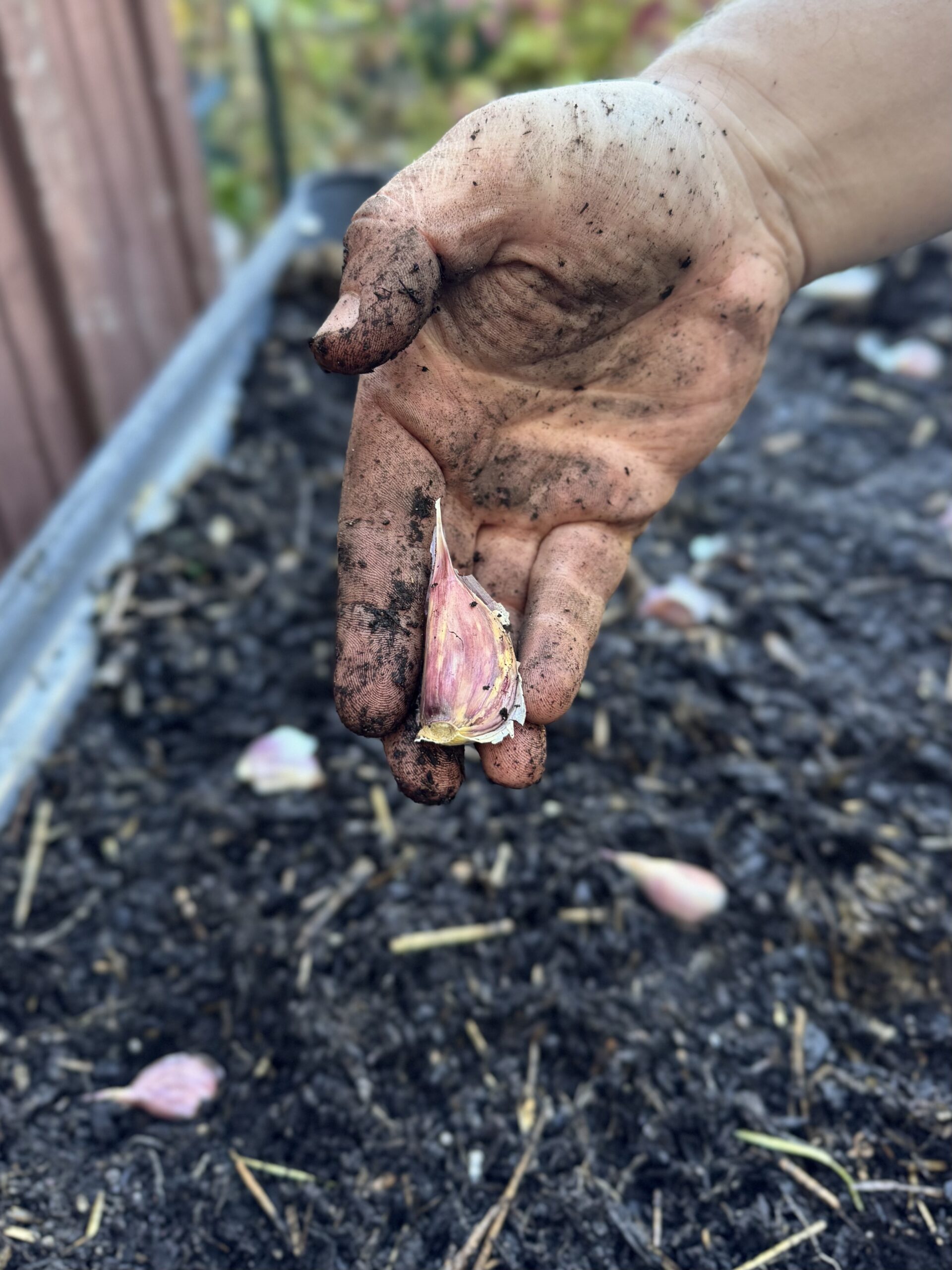 Planting Garlic 101