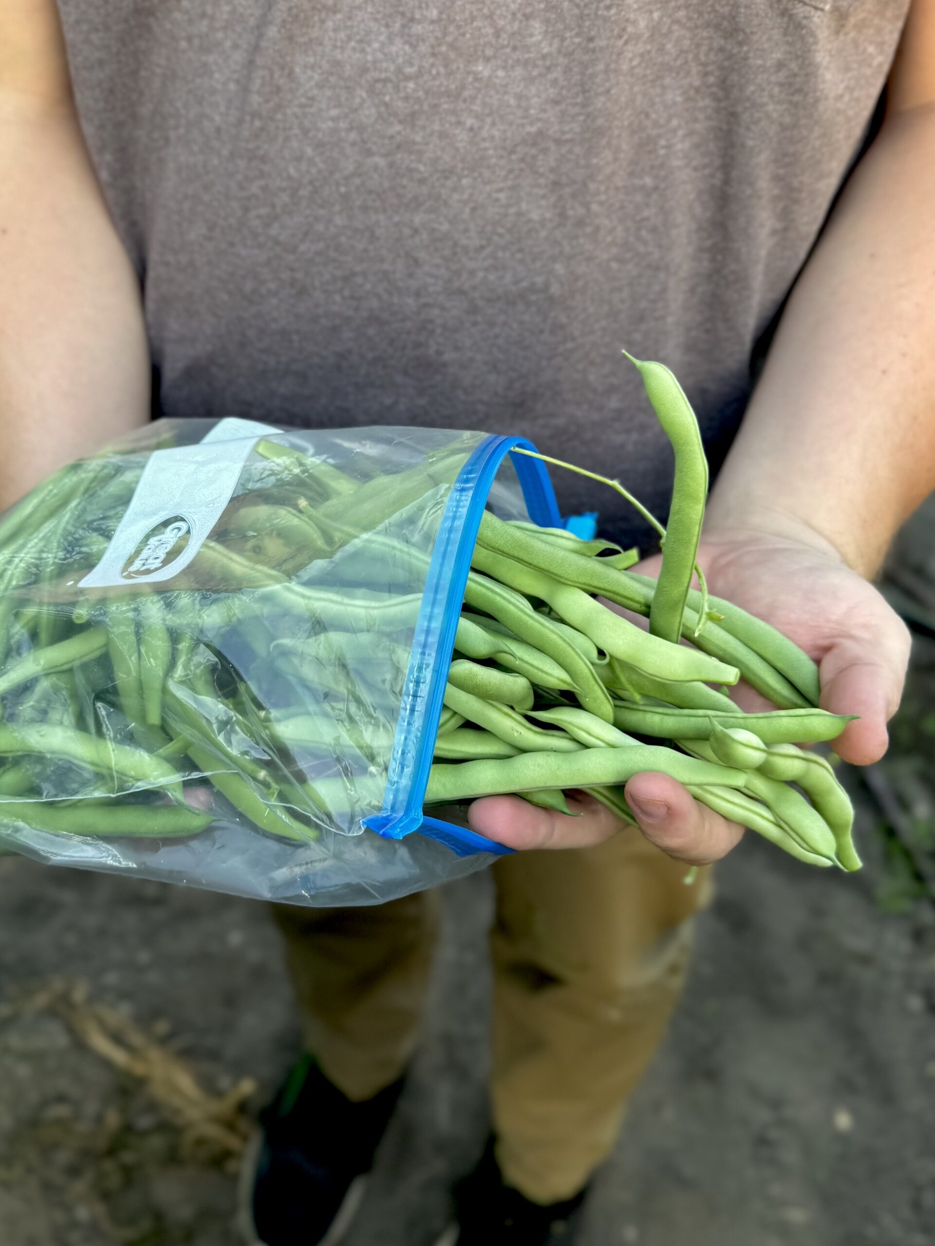 Growing Green Beans: Tips, Harvesting, and Trellis Ideas