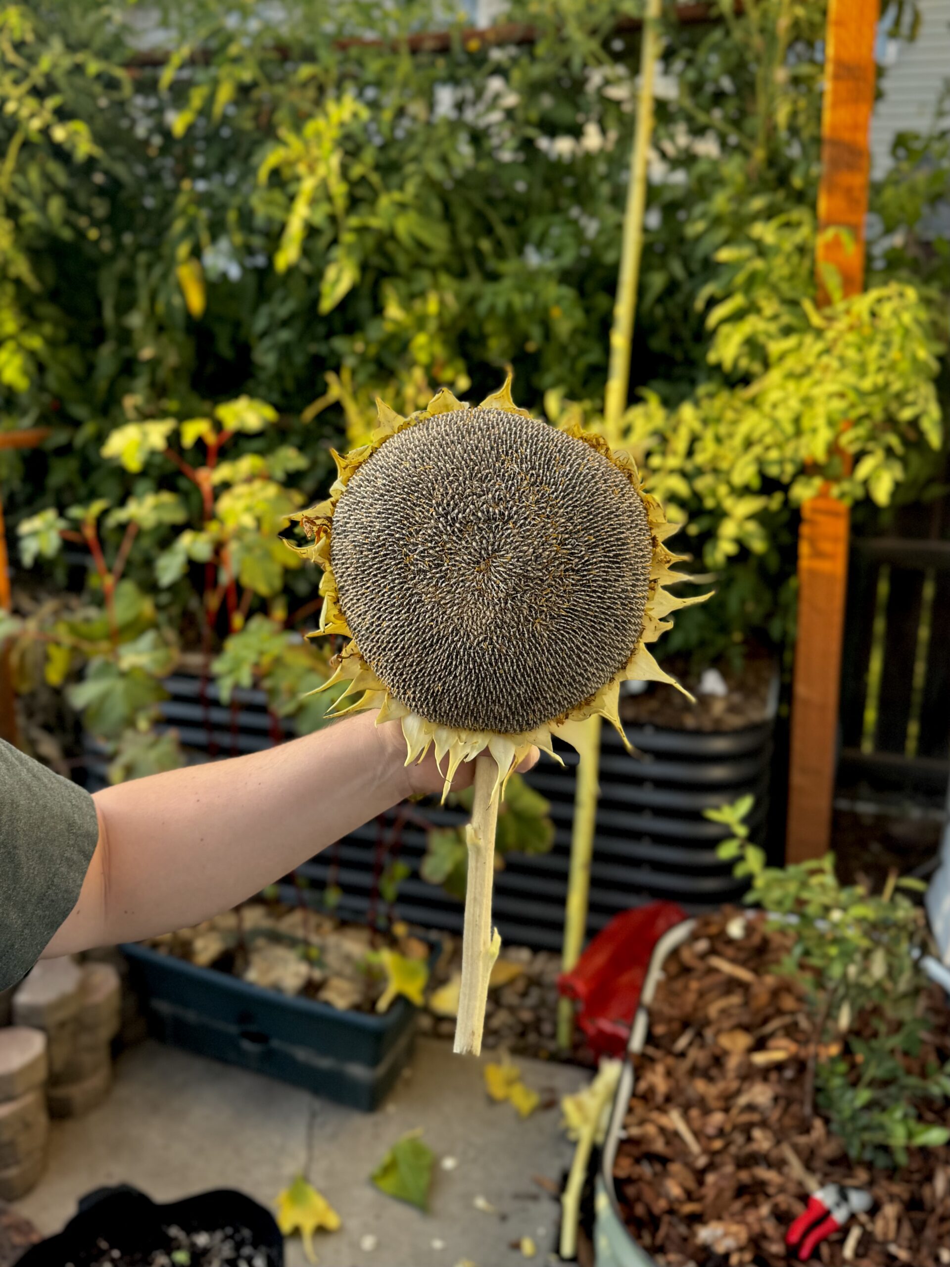 Saving Sunflower Seeds: Why & How