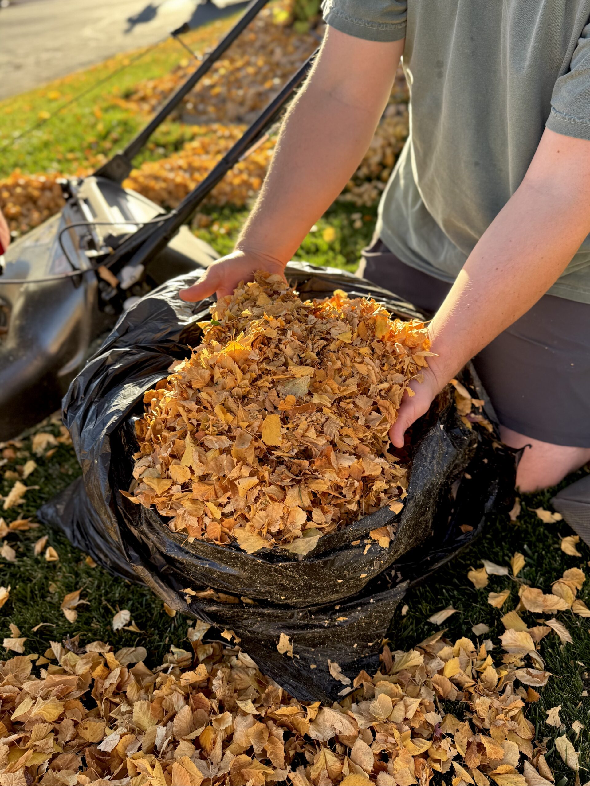Benefits of Shredded Leaves as Garden Mulch