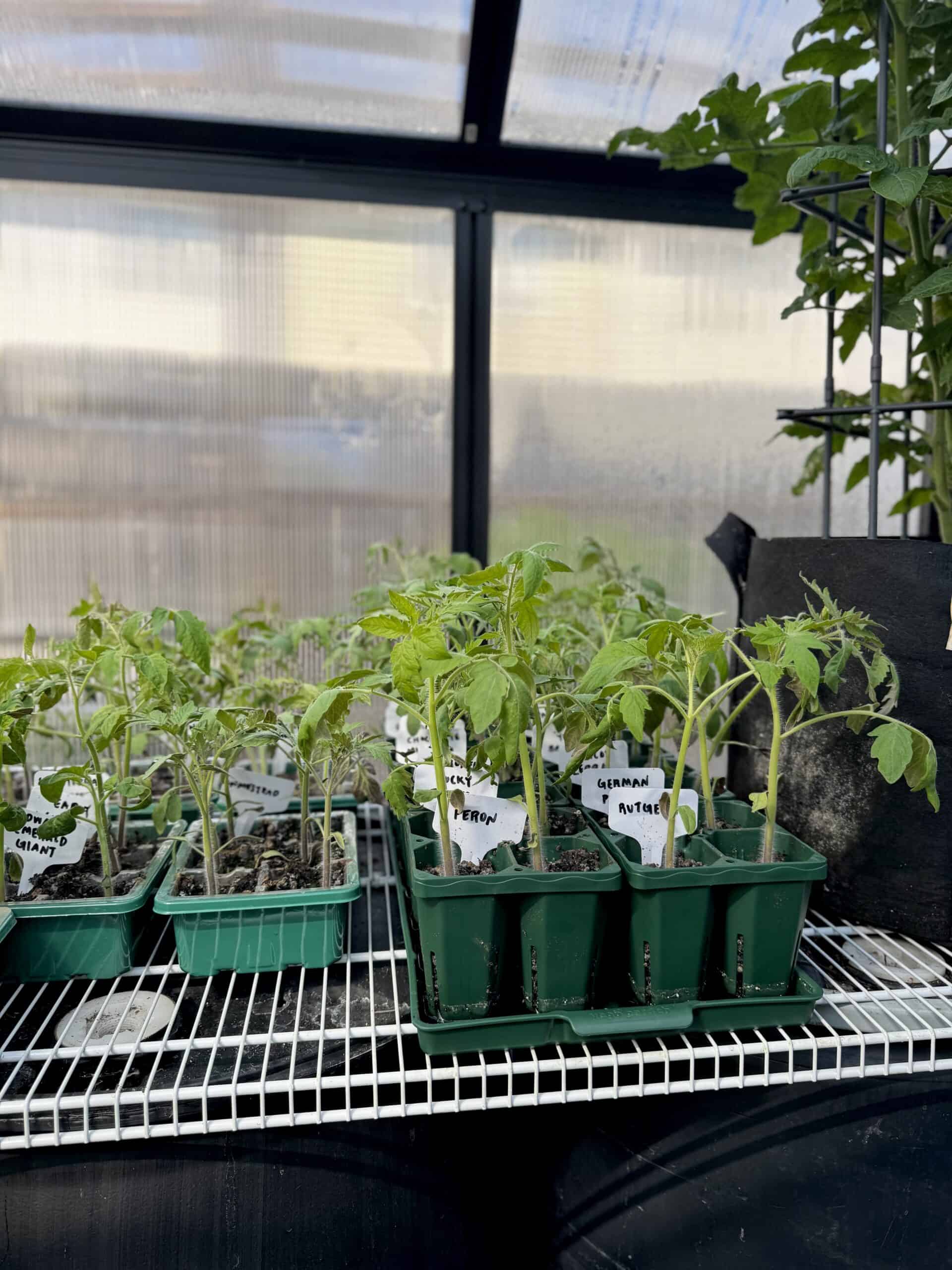 Choosing the Right Temperature for Seedlings