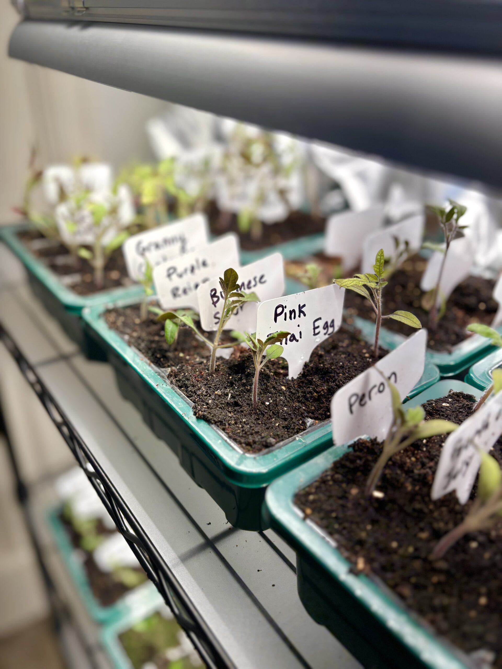 Beginner’s Guide to Indoor Grow Lights