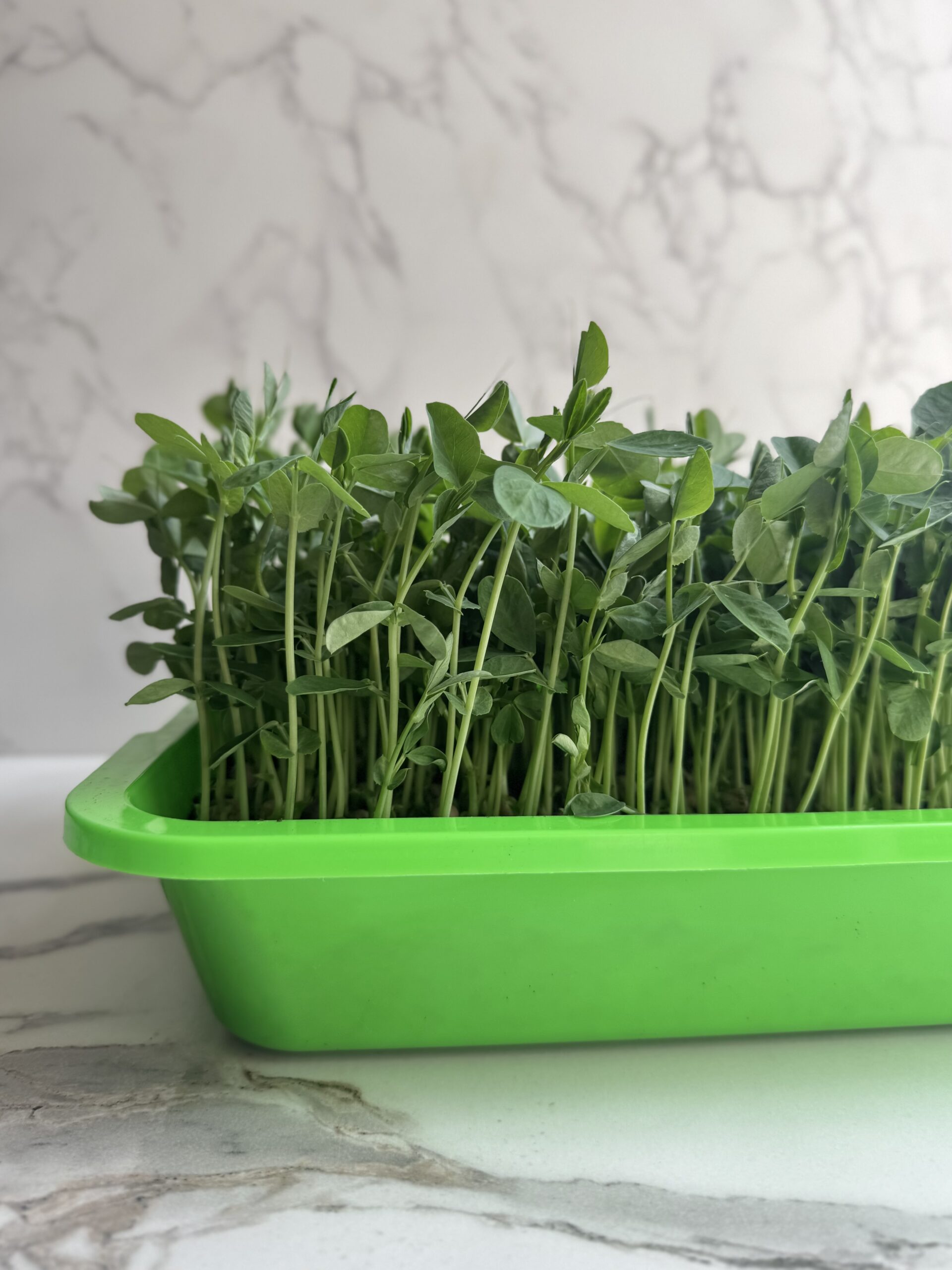 Microgreens: A Complete Beginner-Friendly Guide