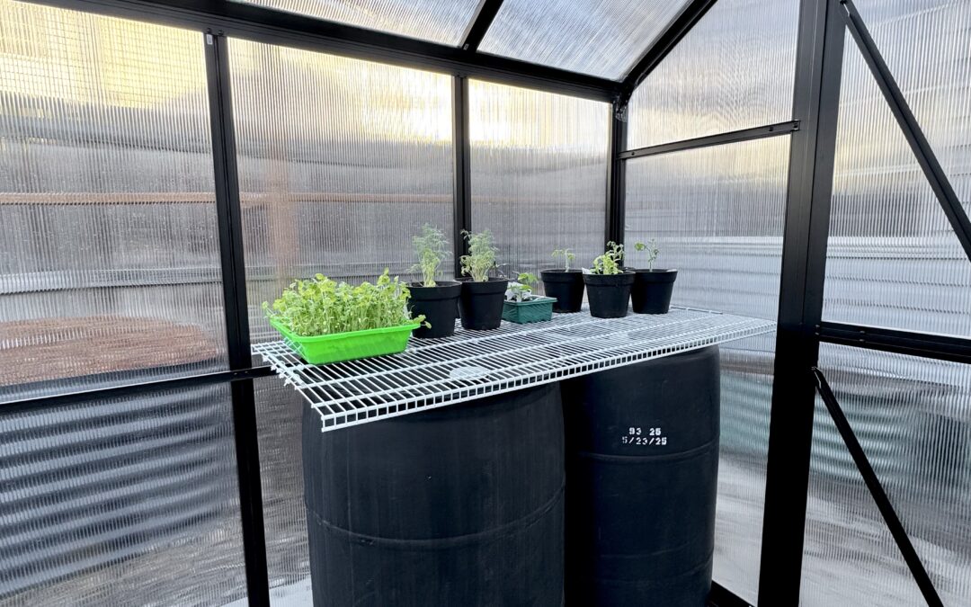 Greenhouse Heating Hack: Black 55-Gallon Drum Table