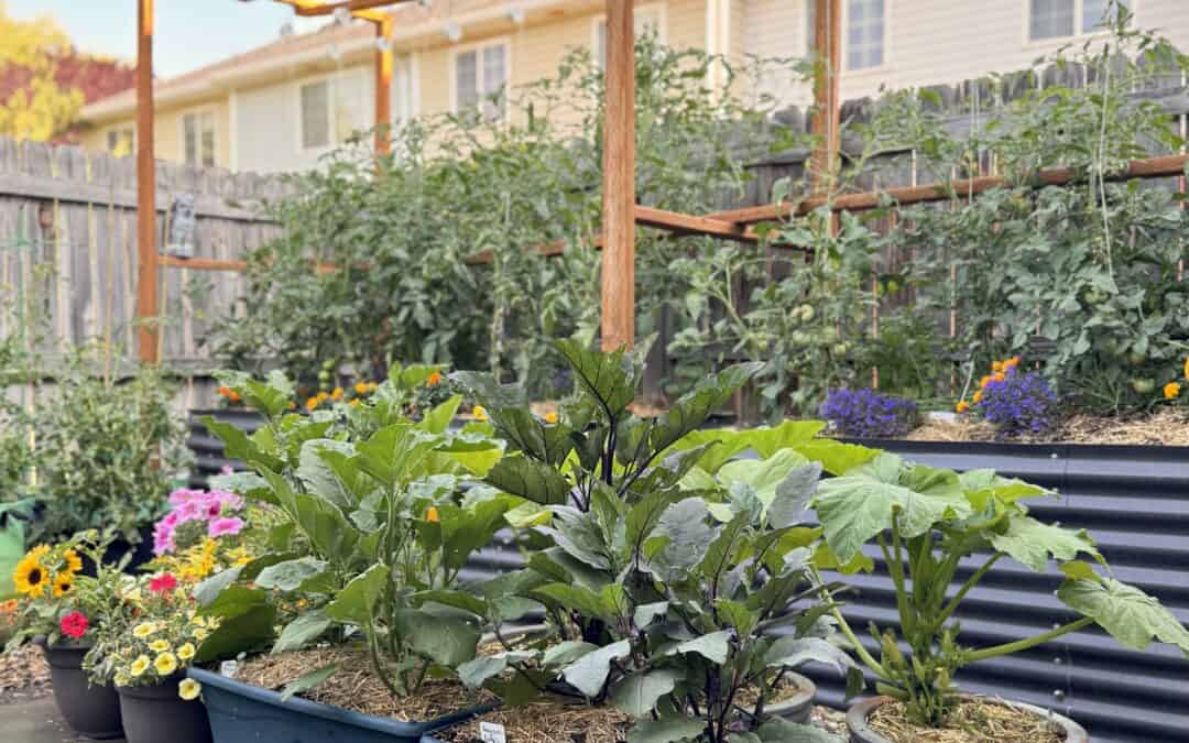 In-Ground vs. Container Gardening