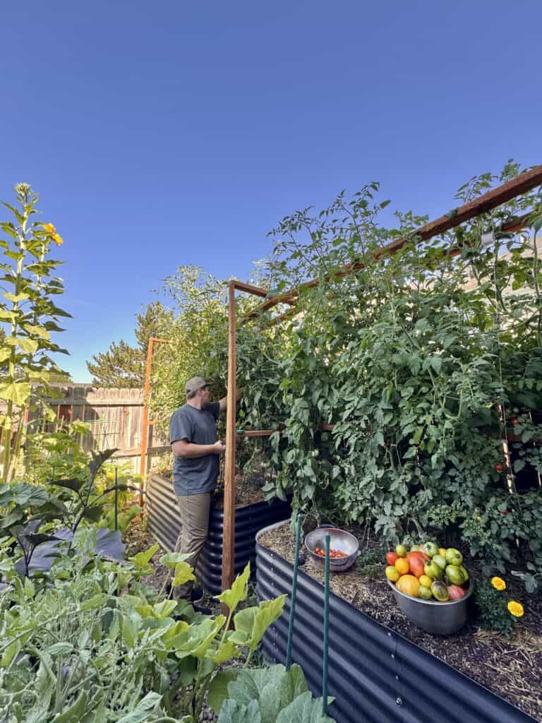How to Build the Tomato Trellis that I Use in My Garden