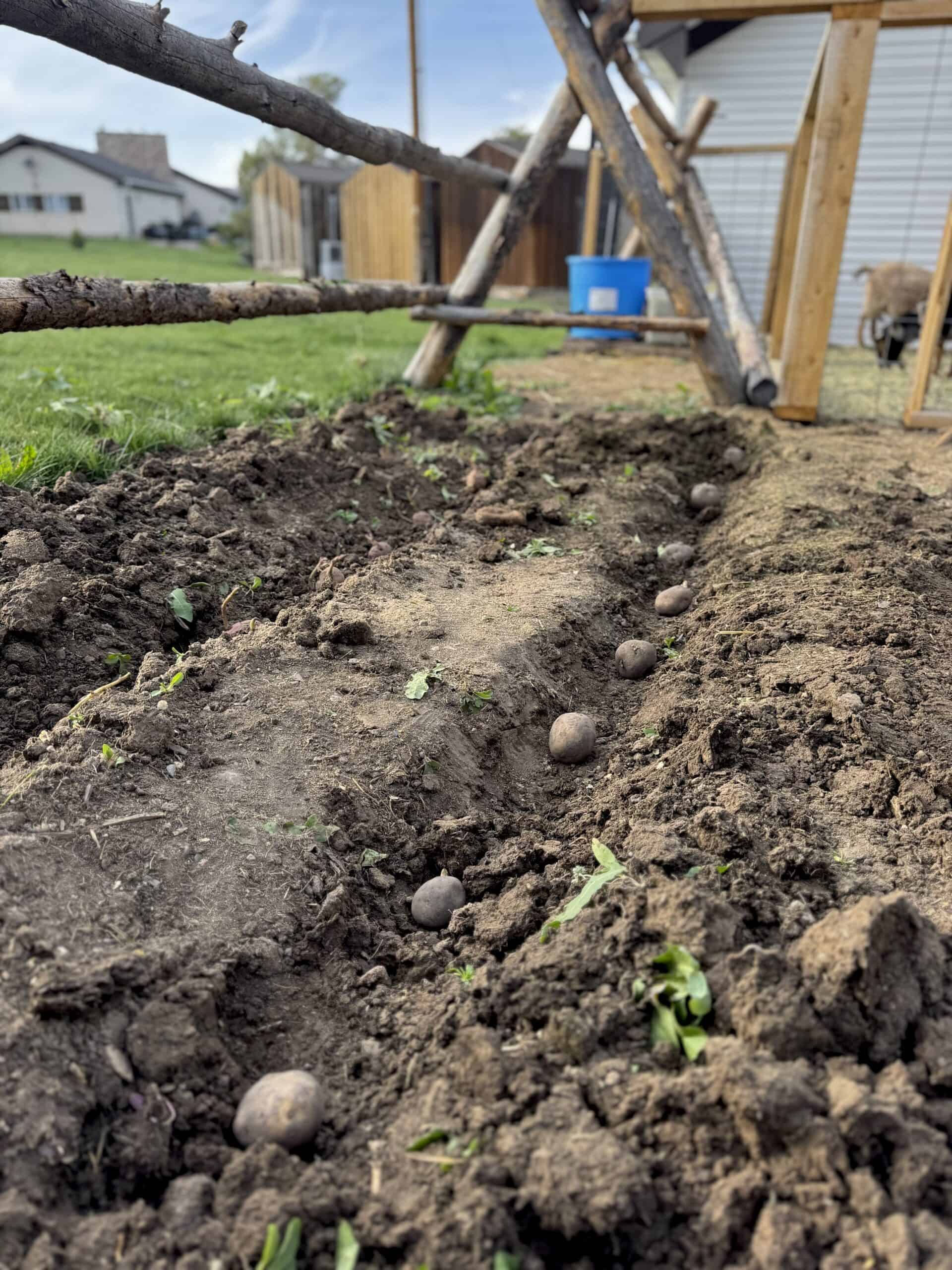 Potato Planting Guide