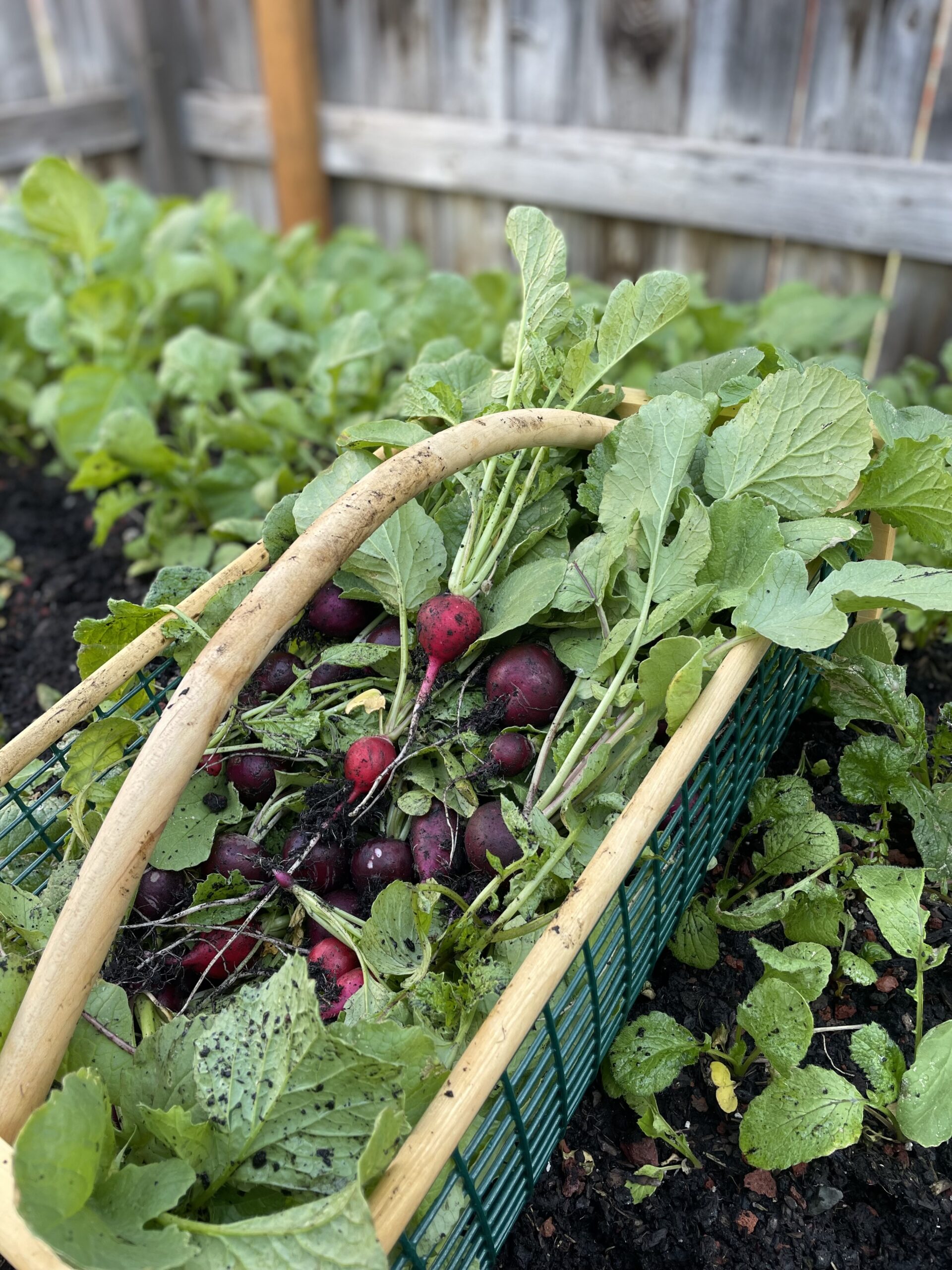 Which Plants to Directly Sow Instead of Transplanting