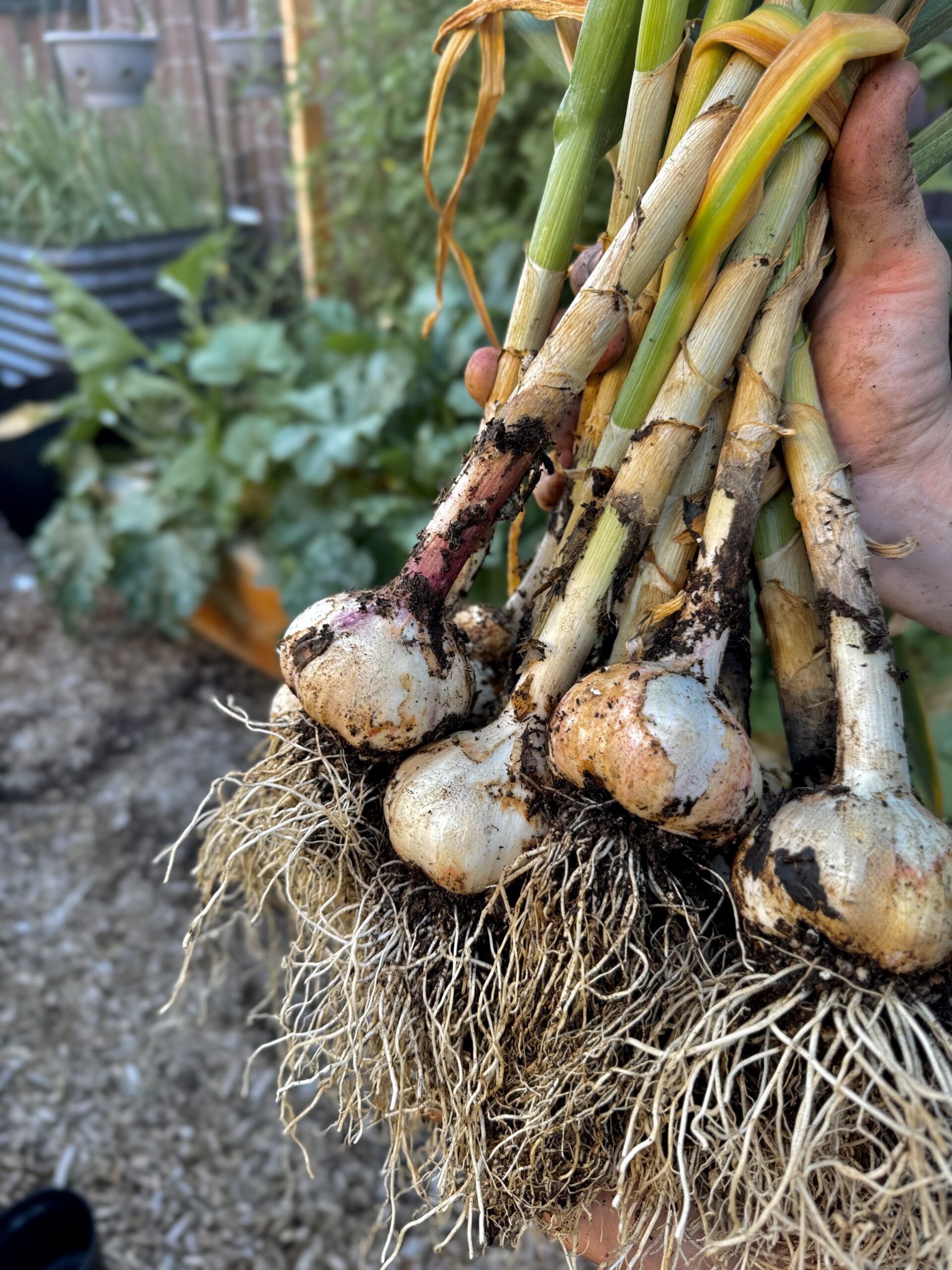 Planting Garlic 101