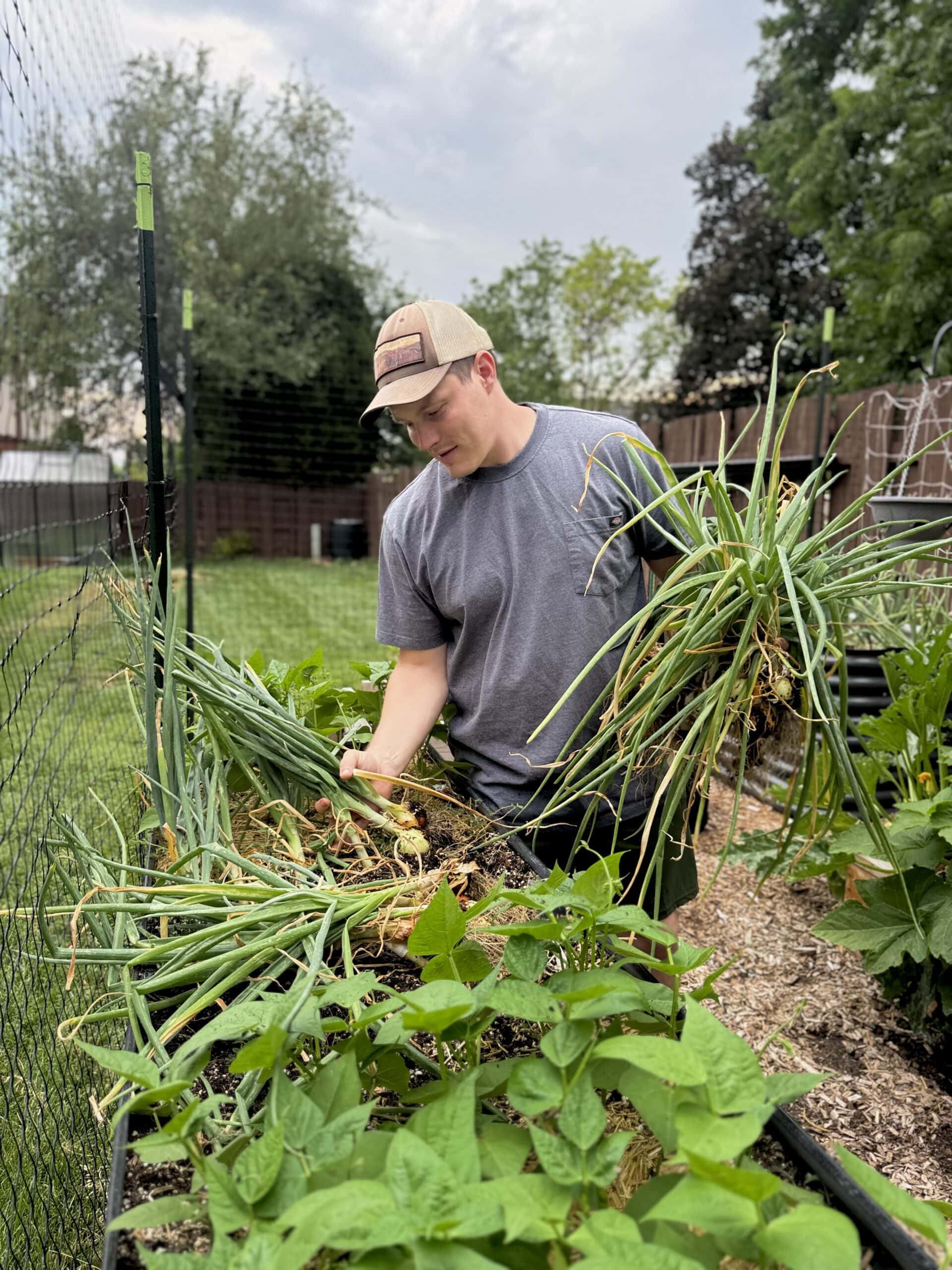 Curing Garlic and Onions to Last for Months