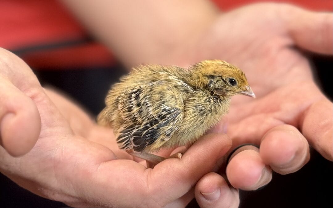 Why I’m Raising Quail in My Small Backyard