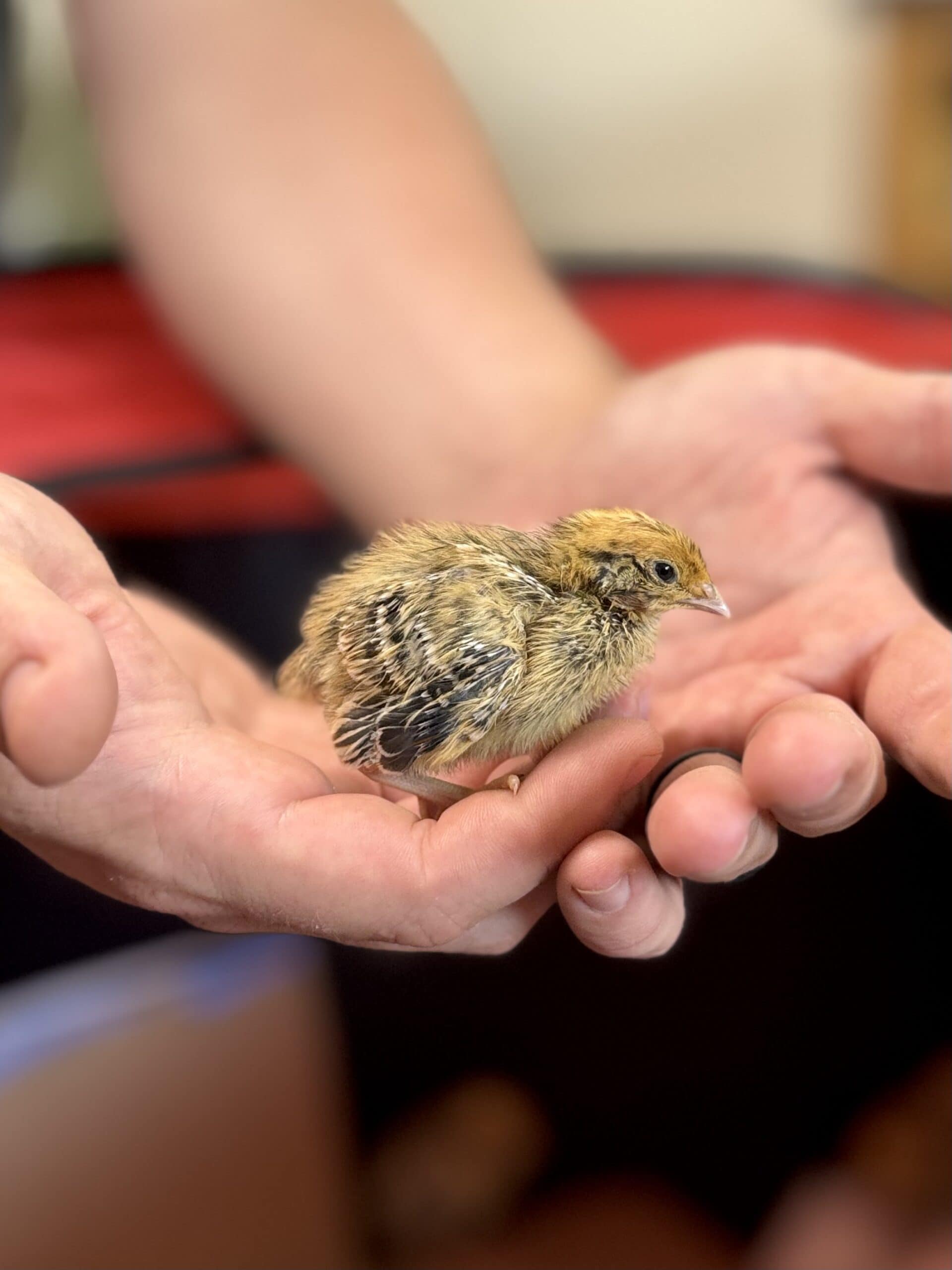 Why I’m Raising Quail in My Small Backyard