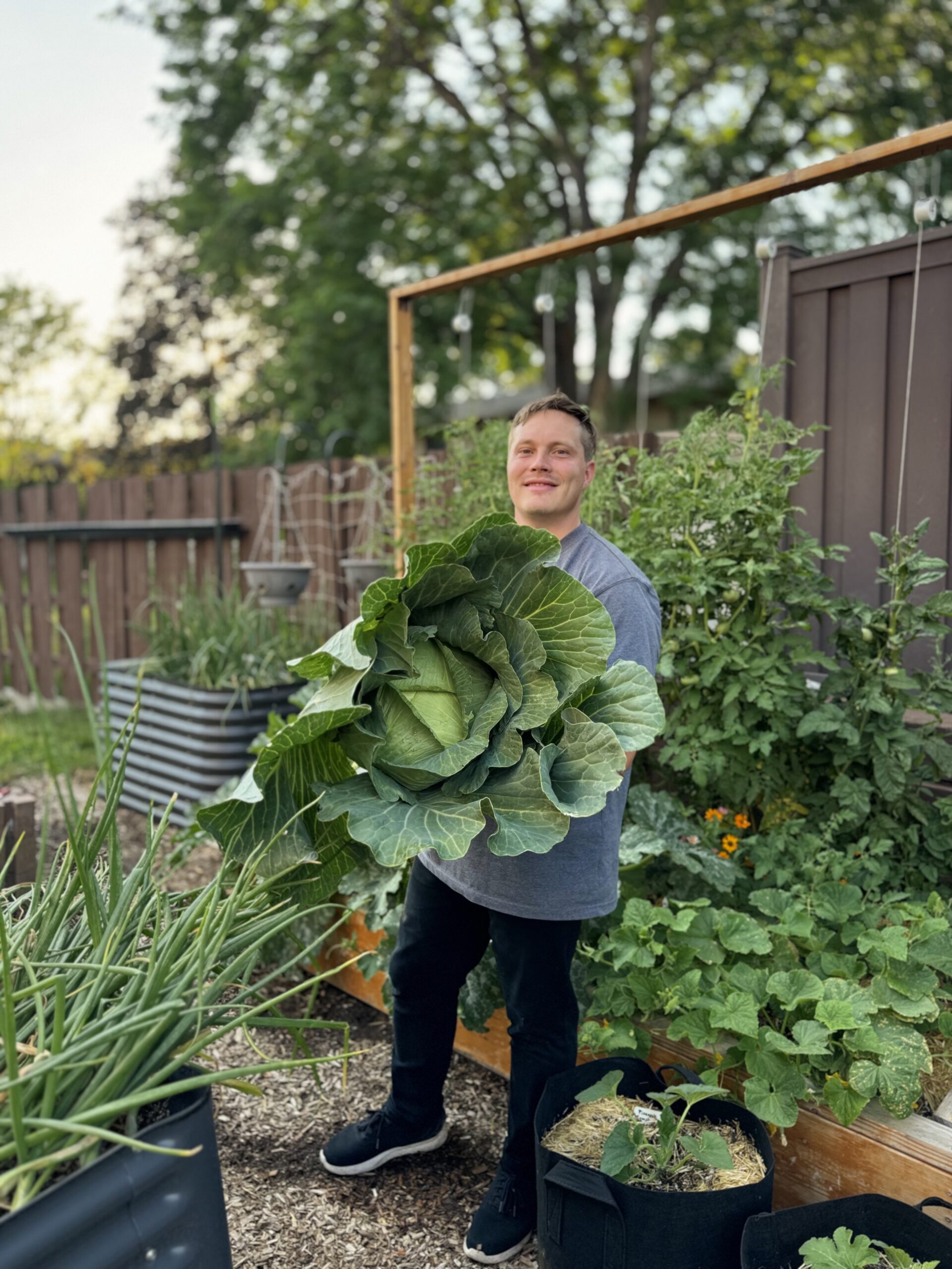 How to Grow Giant Cabbage: The Secret to 10+ lb. Heads